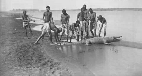 صيد التماسيح في النيل جنوب السودان 1880